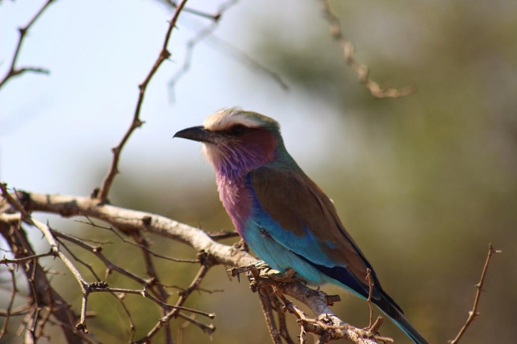 Bos-Geluk Kruger Wildtuin - Image 18