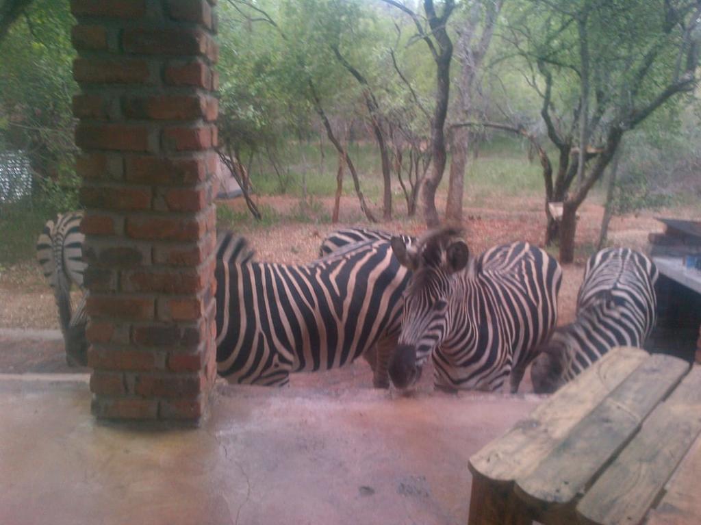 Bos-Geluk Kruger Wildtuin - Image 5