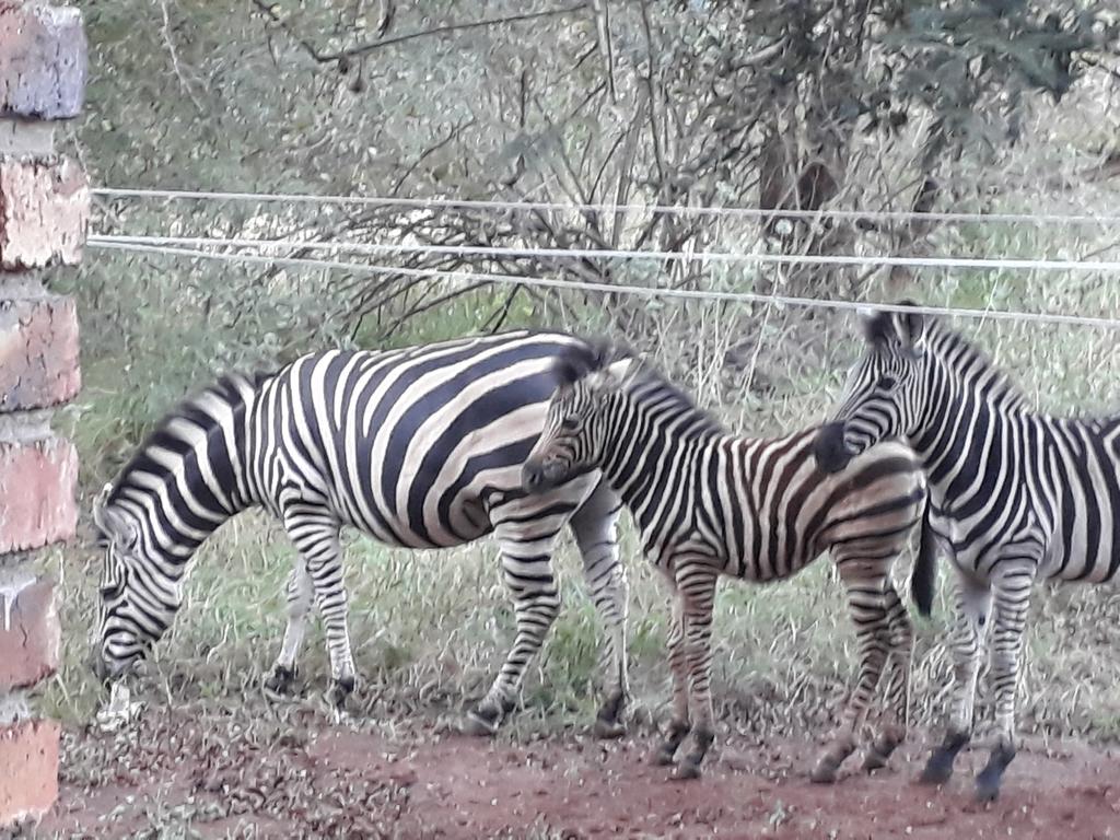 Bos-Geluk Kruger Wildtuin - Image 7