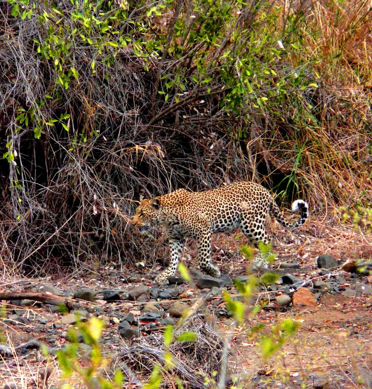 Green Kruger Lodge - Image 14