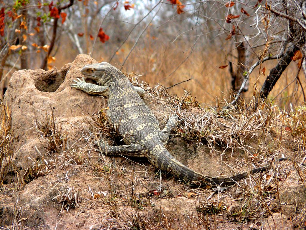Green Kruger Lodge - Image 17