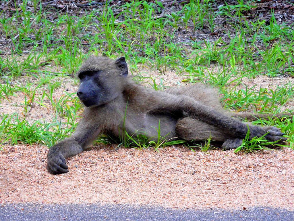 Green Kruger Lodge - Image 21