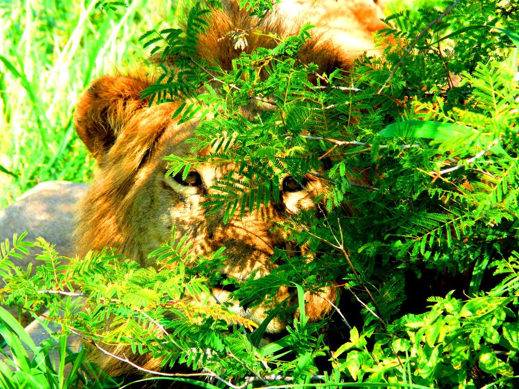 Green Kruger Lodge - Image 27