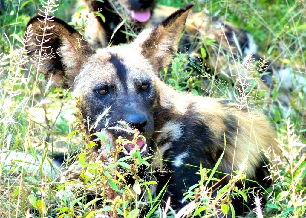 Green Kruger Lodge - Image 30