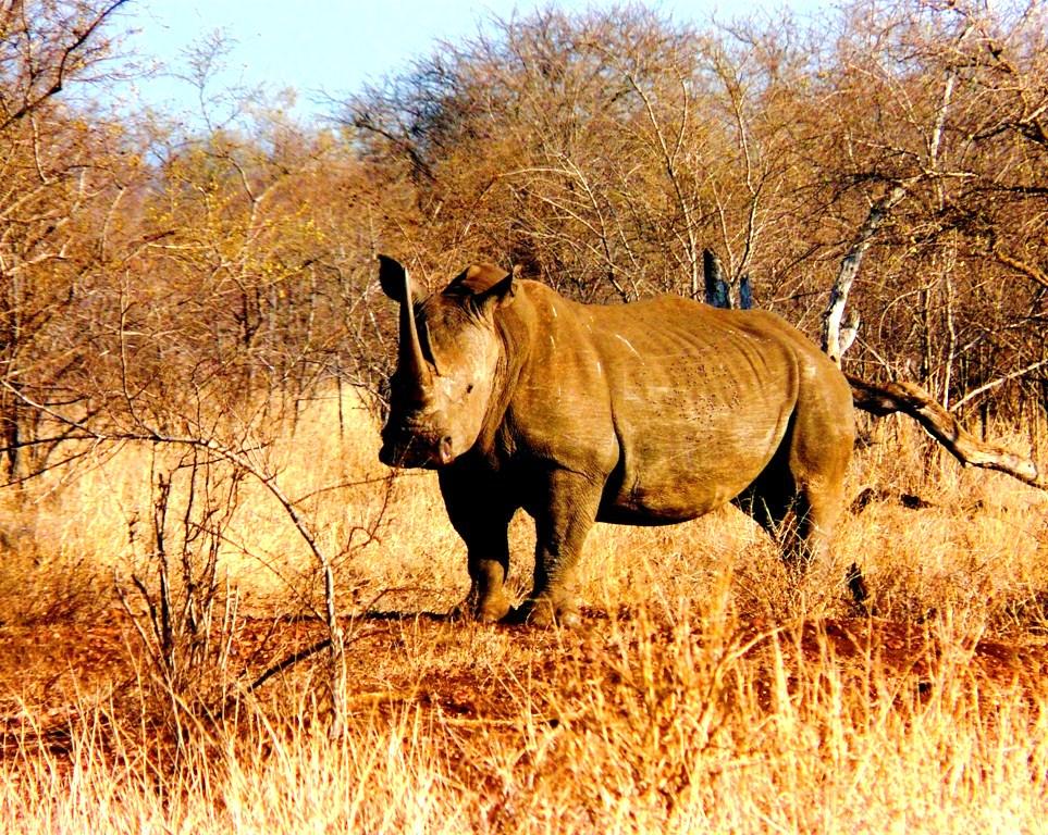 Green Kruger Lodge - Image 7