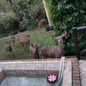 HomeBase Kruger