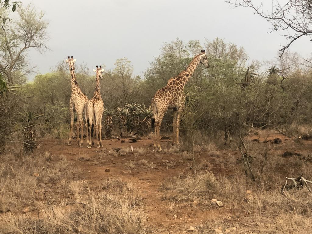 3433 on Klipspringer Street Marloth Park Kruger - Image 19
