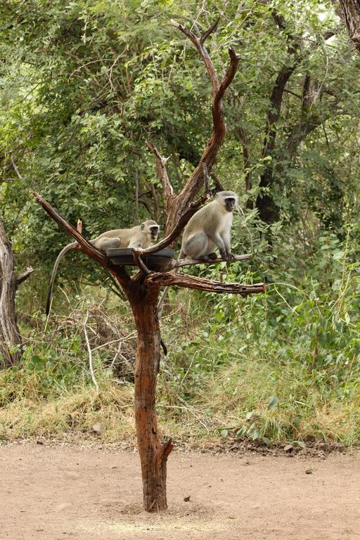 Kruger Afrique Lodge - Image 37