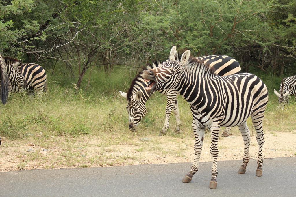 Kruger Afrique Lodge - Image 41
