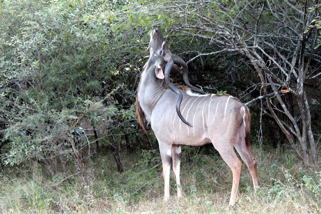 Kruger Afrique Lodge - Image 42
