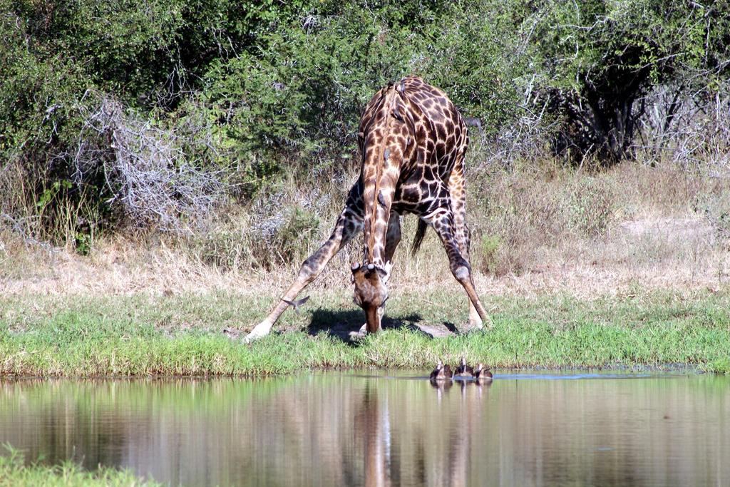 Kruger Afrique Lodge - Image 43
