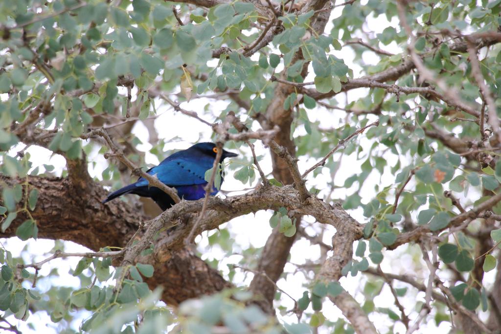 Kruger Castle - Image 13