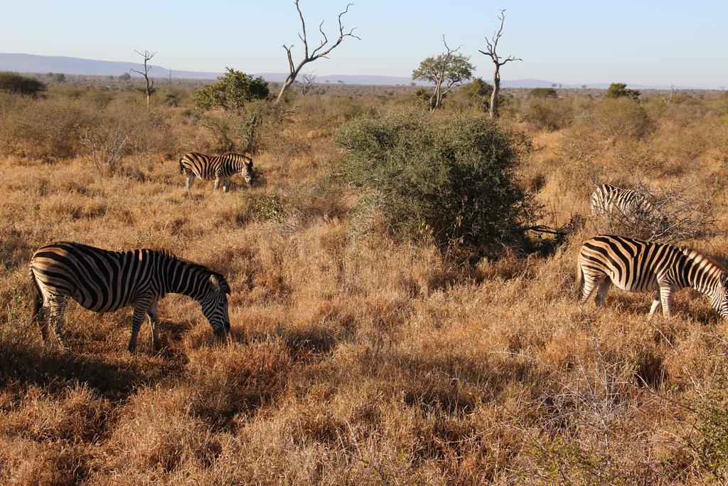 Kruger Castle - Image 21