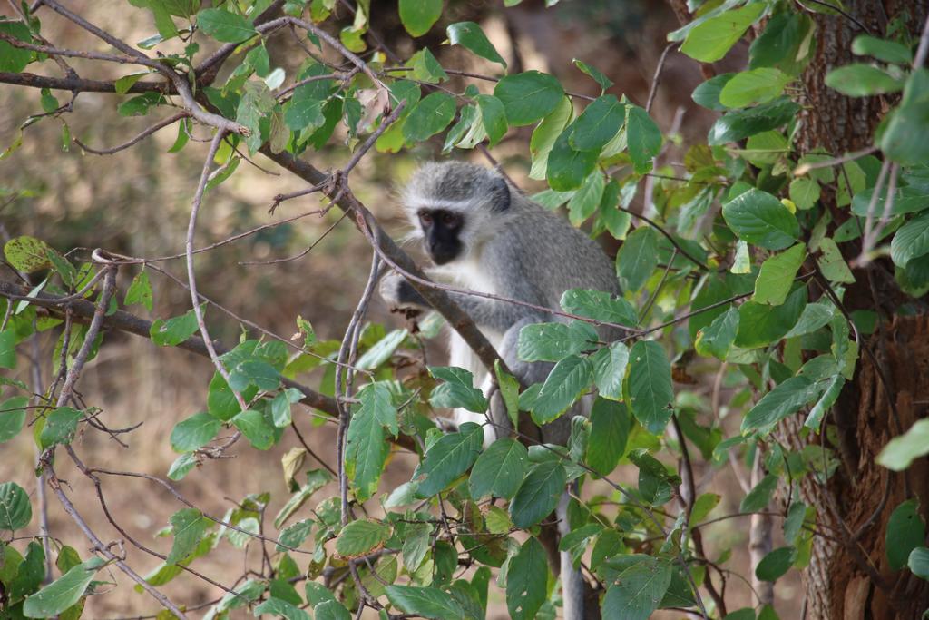 Kruger Castle - Image 39