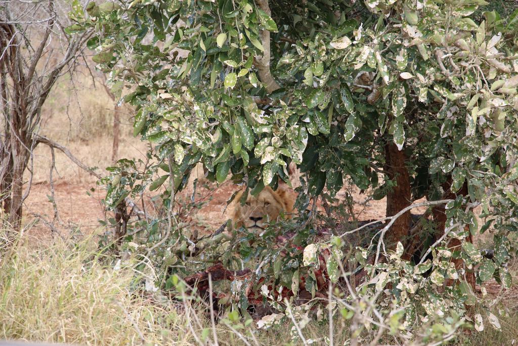 Kruger Castle - Image 10