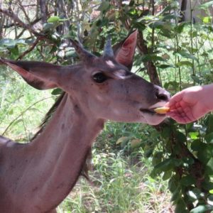 Kruger KayaLakho