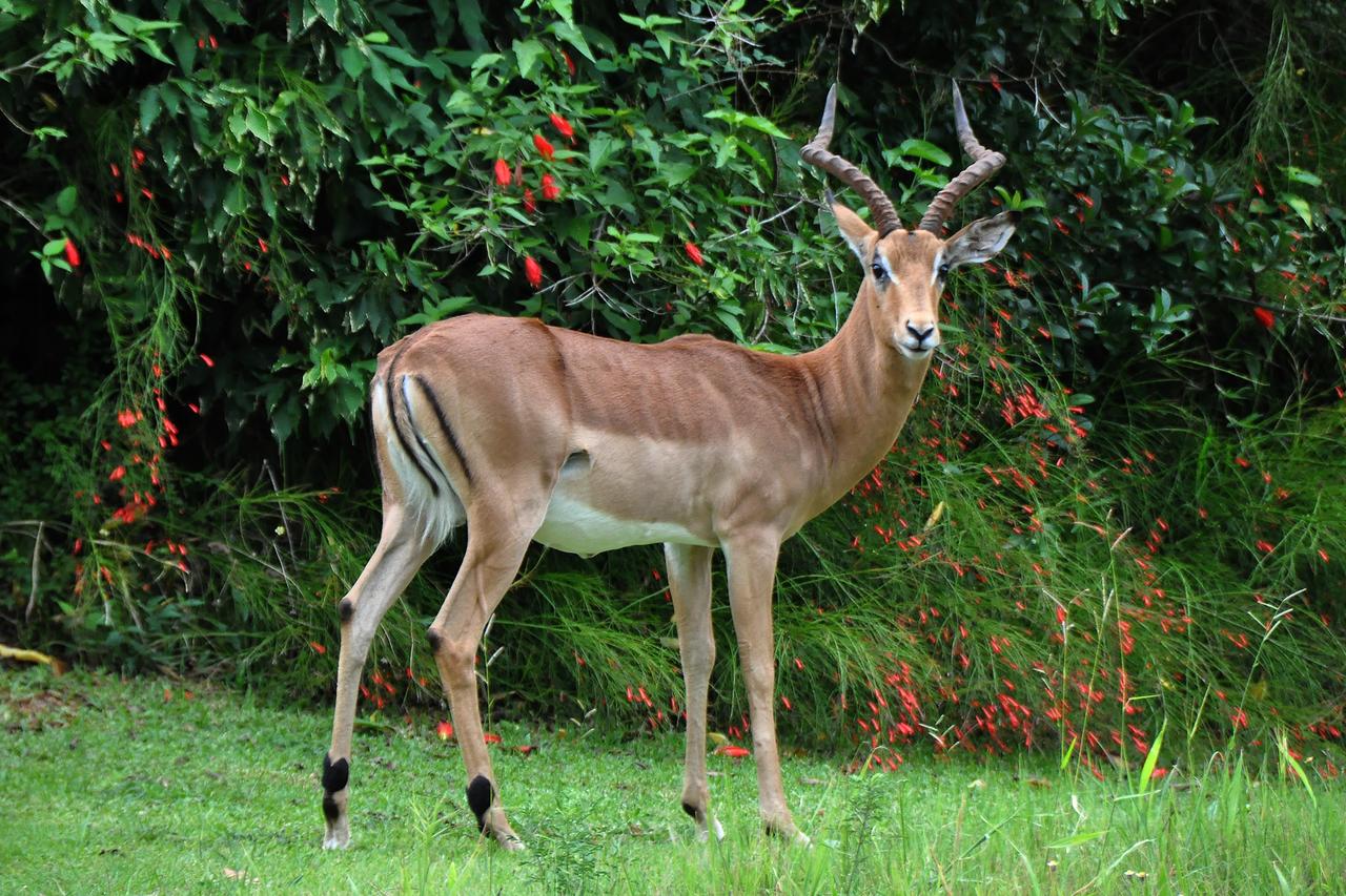 Kruger Park Lodge Unit No. 524 - Image 36