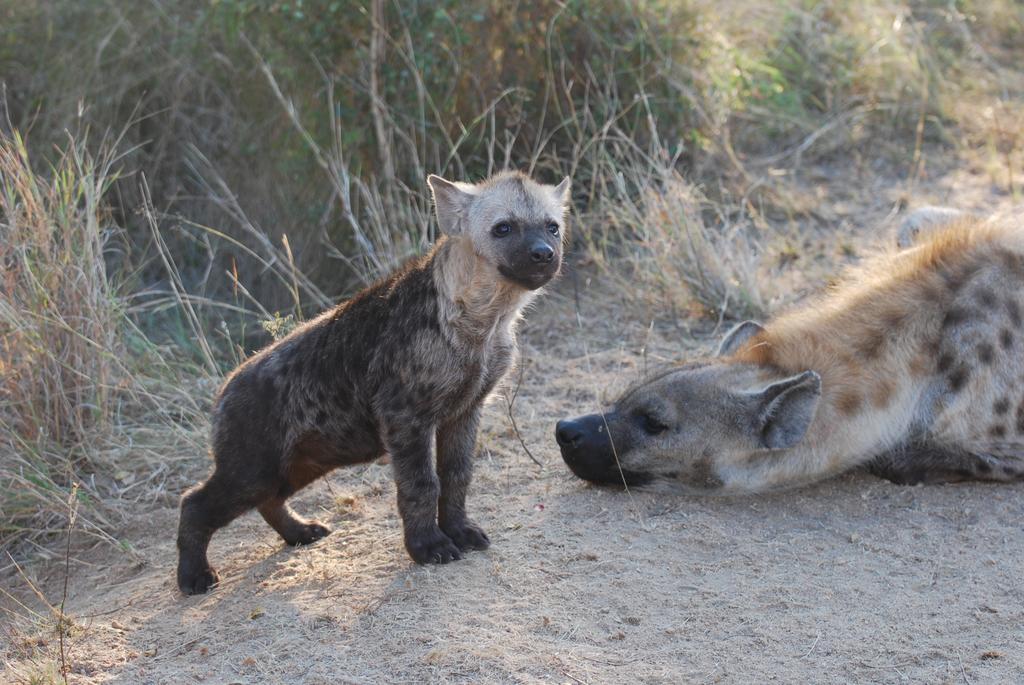 Kruger Park Retreat - Image 5