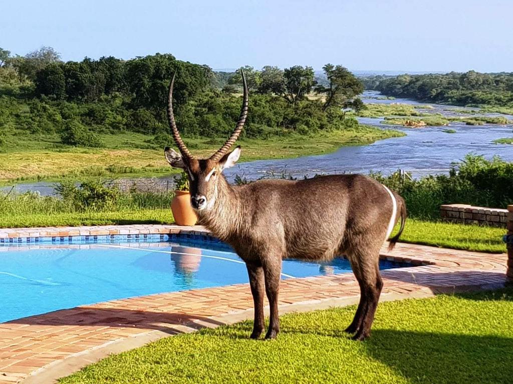 Kruger View Tree House - Image 24