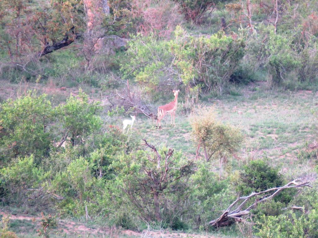 Kruger View Tree House - Image 30