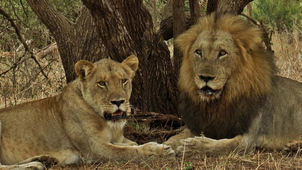 Kruger Wielewaal Restcamp - Image 17