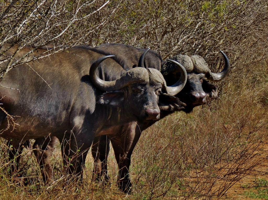 Kruger Wielewaal Restcamp - Image 18