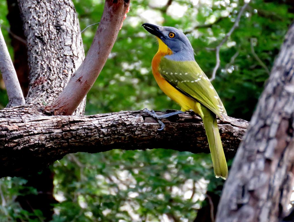 Kruger Wielewaal Restcamp - Image 19